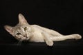 Silver Abyssinian Royalty Free Stock Photo