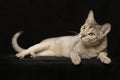 Silver Abyssinian Royalty Free Stock Photo