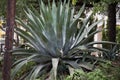 Silver Agave Plant