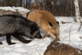 Silver and Amber Phase Red Fox Vulpes vulpes Sniff at Ground Royalty Free Stock Photo