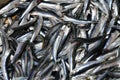 Silver anchovies Royalty Free Stock Photo