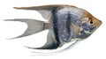 silver angelfish isolated white background Royalty Free Stock Photo
