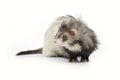 Silver angora ferret on white background posing for portrait in studio Royalty Free Stock Photo