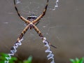 Silver argiope garden spider hunting in its web Royalty Free Stock Photo