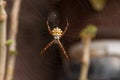 Tiger spider Silver argiope Argiope argentata Royalty Free Stock Photo