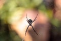 Silver argiope spider called an Argiope argentata