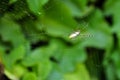 Silver Argiope trifasciata