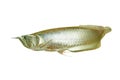 Silver Arowana Royalty Free Stock Photo