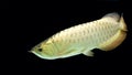 Silver arowana