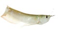 Silver Arowana