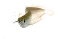 Silver Arowana Royalty Free Stock Photo