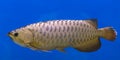 Silver Arowana fish