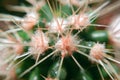 Silver Arrows Cactus Close Up Royalty Free Stock Photo