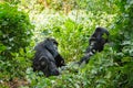 Silver back gorilla Royalty Free Stock Photo