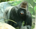 A Silver Back Gorilla with a Piece of Carrot Royalty Free Stock Photo