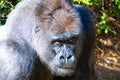 A silver back gorilla stares at potential preditors in the trees