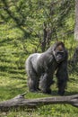 Silver back Gorilla Royalty Free Stock Photo