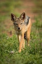 Silver-backed jackal stands facing camera among flowers