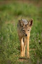 Silver-backed jackal stands among flowers facing camera