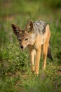 Silver-backed jackal trots towards camera through grass