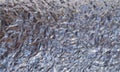 Metal texture.Foil Background Texture.Grunge texture of streaks.Blurred Light. Royalty Free Stock Photo