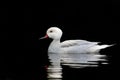 Silver Bahama Pintail