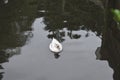 Silver bahama pintail duck