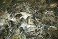 Silver Barb fish. Royalty Free Stock Photo