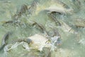 Silver barb in fish pond Royalty Free Stock Photo