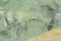 Silver barb in fish pond Royalty Free Stock Photo