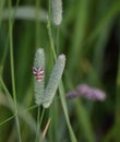 Silver barred butterfly on Timothy grass Royalty Free Stock Photo