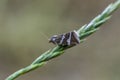 Silver Barred sitting on bent in field