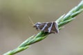 Silver Barred sitting on bent in field