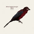 The silver-beaked tanager is a medium-sized passerine bird. Hand draw sketch vector