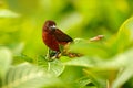 Silver-beaked tanager, Ramphocelus carbo, passerine exotic bird from Trinidad and Tobago. Wildlife scene from tropical forest. Tan