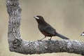 Silver-beaked tanager, Ramphocelus carbo