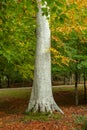 Silver Beech Tree Trunk Rising Into a Colourful Woodland Canopy Royalty Free Stock Photo