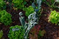 Silver-beet growing in the garden, but something has nibbled it. Royalty Free Stock Photo