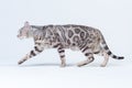 Silver Bengal Cat in studio Royalty Free Stock Photo