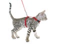 Silver bengal kitten and harness