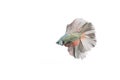 Silver betta fish white background Royalty Free Stock Photo
