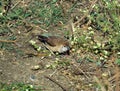 Silver Bill Bird Feeding on Grass Land.