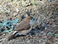 Silver bill bird on ground. Royalty Free Stock Photo