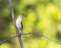 A Silver Bill on a tree Royalty Free Stock Photo