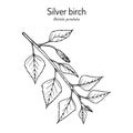 Silver birch betula pendula branch with green leaves