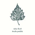 Silver birch Betula pendula leaf. Ink black and white doodle drawing