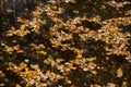 Silver birch, Betula pendula