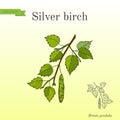 Silver birch branch with green leaves