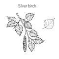 Silver birch branch with leaves