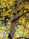 Silver birch in fall Royalty Free Stock Photo
